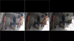 Fotos semi-desnudas de un gato desnudo en el patio trasero jugando